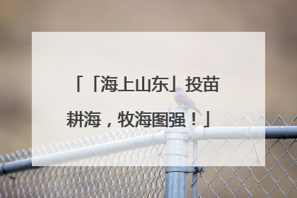 「海上山东」投苗耕海，牧海图强！
