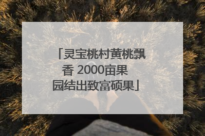 灵宝桃村黄桃飘香 2000亩果园结出致富硕果