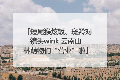 短尾猴炫饭、斑羚对镜头wink 云南山林萌物们“营业”啦