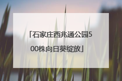 石家庄西兆通公园500株向日葵绽放