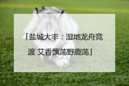 盐城大丰：湿地龙舟竞渡 艾香飘荡野鹿荡