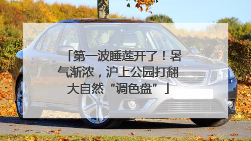 第一波睡莲开了！暑气渐浓，沪上公园打翻大自然“调色盘”