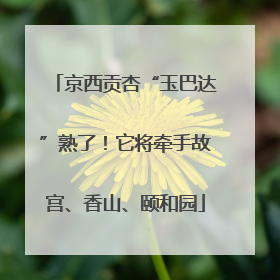 京西贡杏“玉巴达”熟了！它将牵手故宫、香山、颐和园