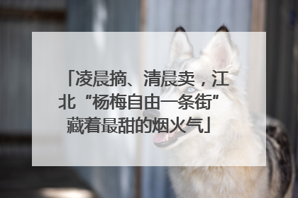 凌晨摘、清晨卖，江北“杨梅自由一条街”藏着最甜的烟火气