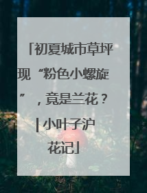 初夏城市草坪现“粉色小螺旋”，竟是兰花？ | 小叶子沪花记