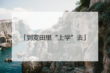 到麦田里“上学”去