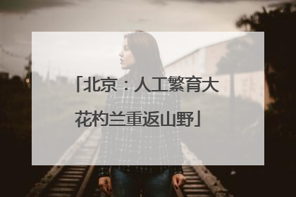 北京：人工繁育大花杓兰重返山野