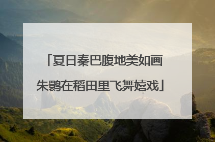 夏日秦巴腹地美如画 朱鹮在稻田里飞舞嬉戏