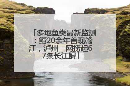多地鱼类最新监测：鳤20余年首现赣江，泸州一网捞起67条长江鲟