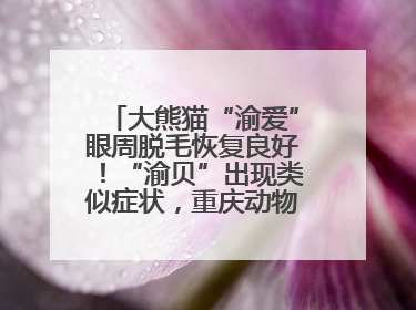 大熊猫“渝爱”眼周脱毛恢复良好！“渝贝”出现类似症状，重庆动物园回应