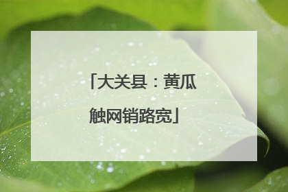 大关县：黄瓜触网销路宽