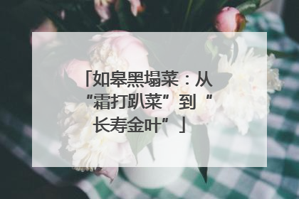 如皋黑塌菜：从“霜打趴菜”到“长寿金叶”