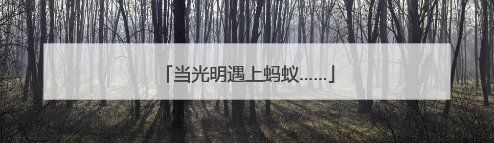 当光明遇上蚂蚁……