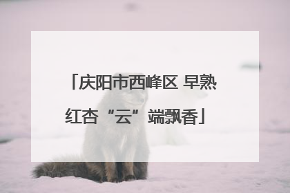 庆阳市西峰区 早熟红杏“云”端飘香
