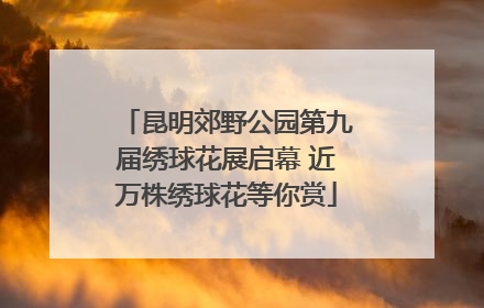 昆明郊野公园第九届绣球花展启幕 近万株绣球花等你赏