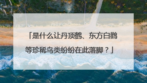 是什么让丹顶鹤、东方白鹳等珍稀鸟类纷纷在此落脚？