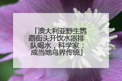 澳大利亚野生鹦鹉街头开饮水器排队喝水，科学家：成当地鸟界传统