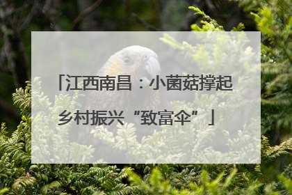 江西南昌：小菌菇撑起乡村振兴“致富伞”