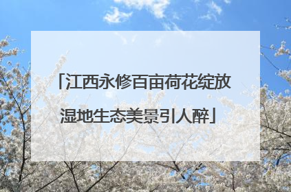 江西永修百亩荷花绽放 湿地生态美景引人醉