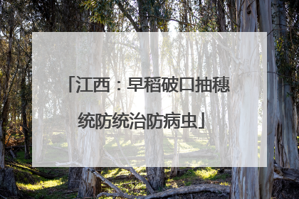 江西：早稻破口抽穗 统防统治防病虫