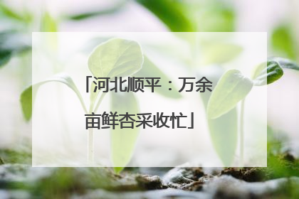 河北顺平：万余亩鲜杏采收忙