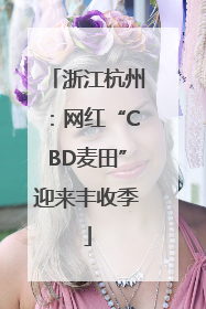 浙江杭州：网红“CBD麦田”迎来丰收季
