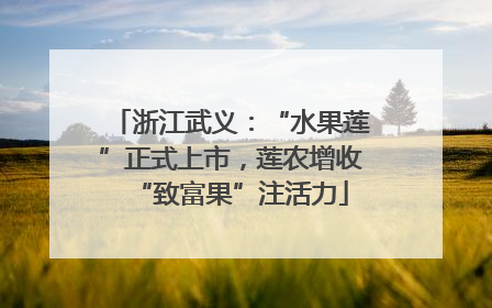 浙江武义：“水果莲”正式上市，莲农增收“致富果”注活力