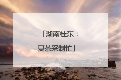 湖南桂东：夏茶采制忙