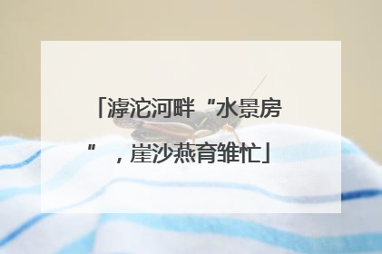 滹沱河畔“水景房”，崖沙燕育雏忙