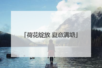 荷花绽放 夏意满塘