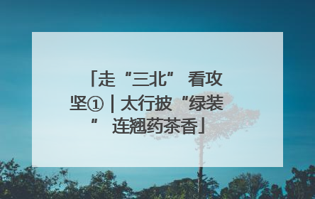 走“三北” 看攻坚①｜太行披“绿装” 连翘药茶香
