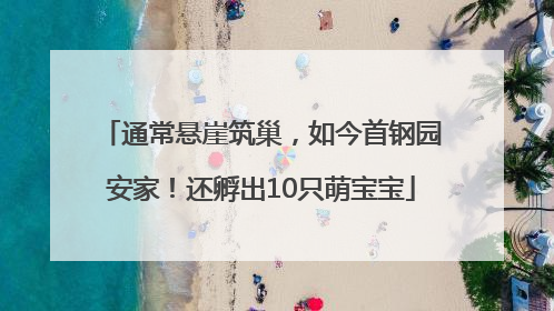 通常悬崖筑巢，如今首钢园安家！还孵出10只萌宝宝