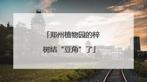 郑州植物园的梓树结“豆角”了