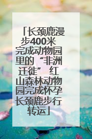 长颈鹿漫步400米完成动物园里的“非洲迁徙” 红山森林动物园完成怀孕长颈鹿步行转运