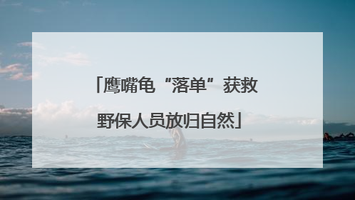 鹰嘴龟“落单”获救 野保人员放归自然