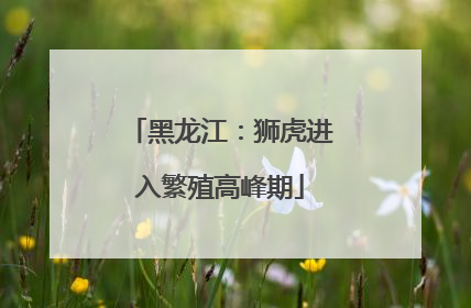 黑龙江：狮虎进入繁殖高峰期
