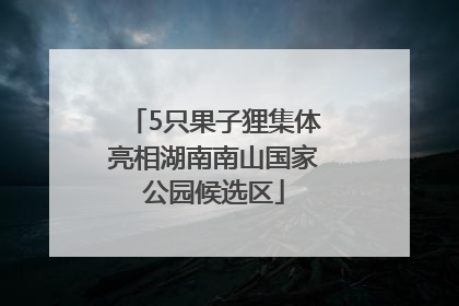 5只果子狸集体亮相湖南南山国家公园候选区